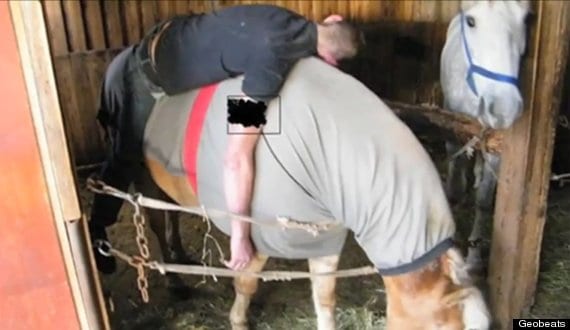 man passed out on horse