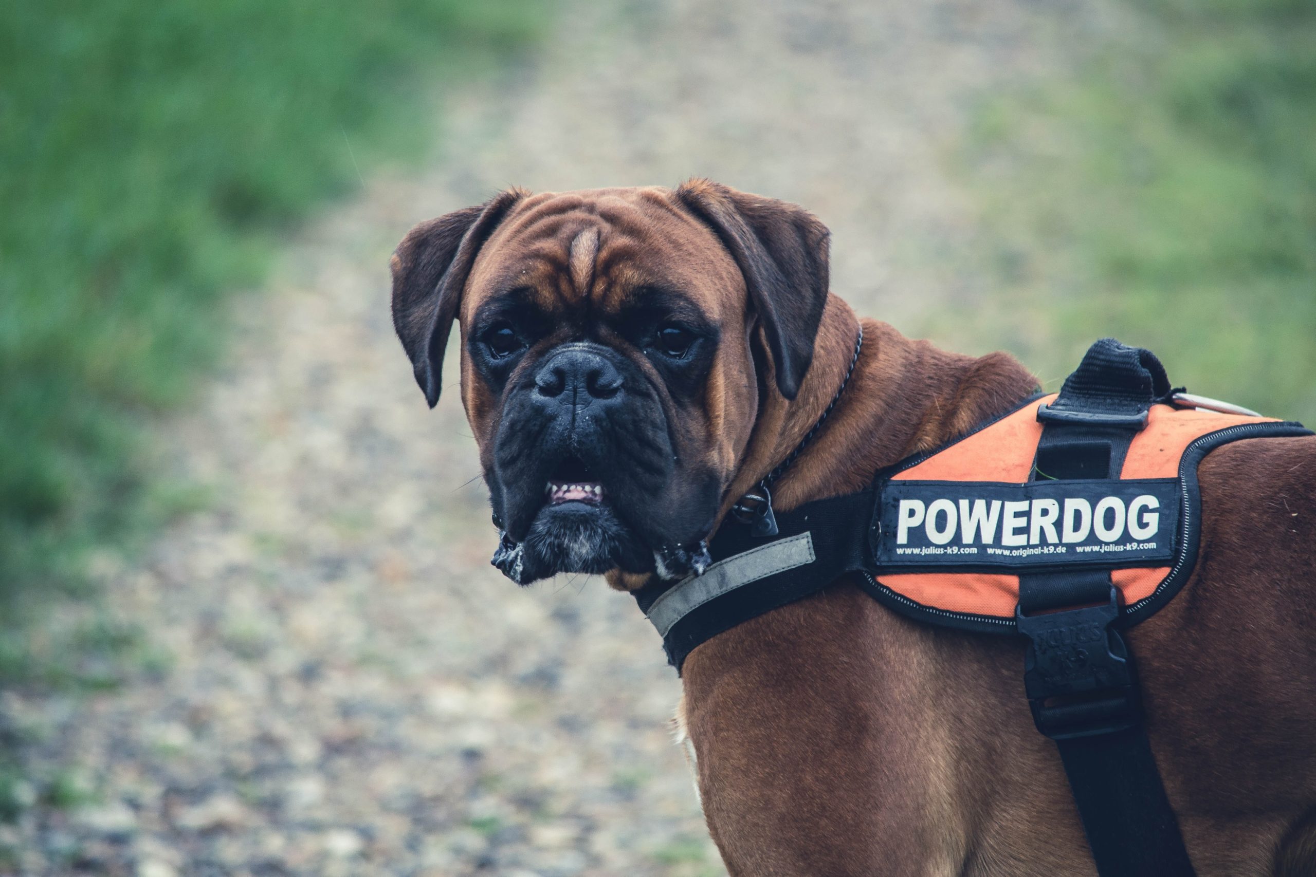 Posing your pooch as a service animal is now a crime
