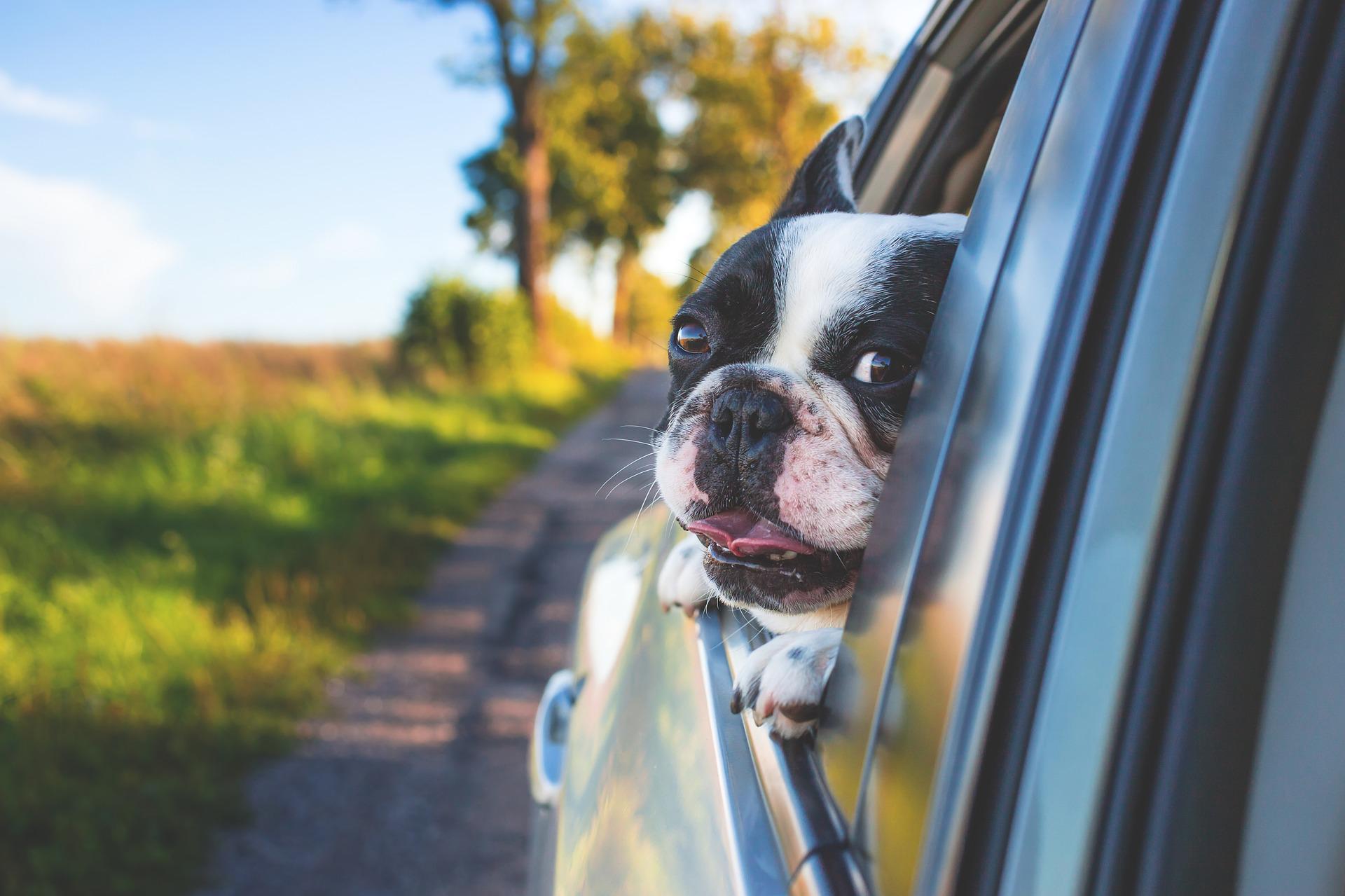 What are the criminal consequences for leaving the dog in the car?