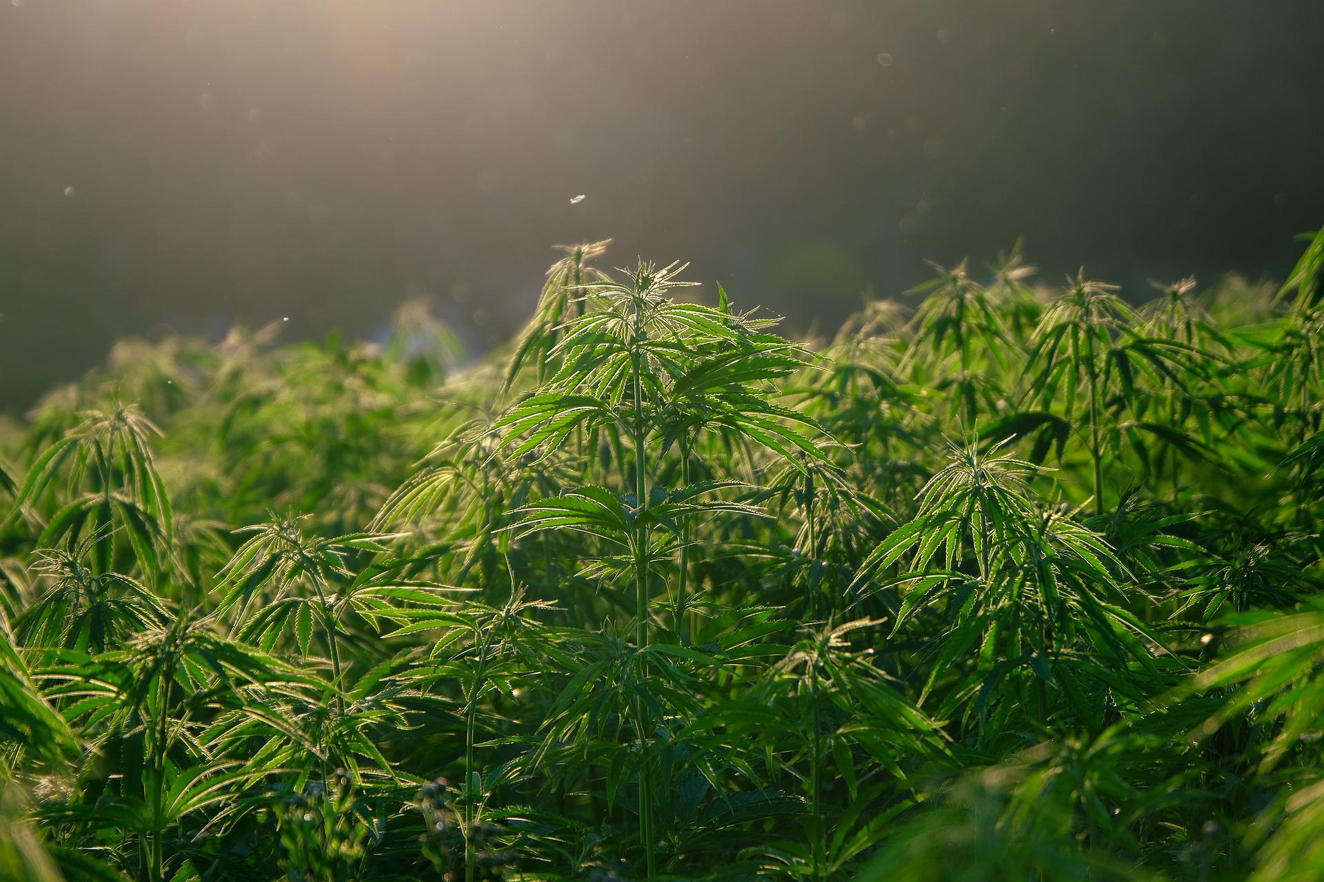 Top 5 FAQs About Florida’s Medical Marijuana Laws