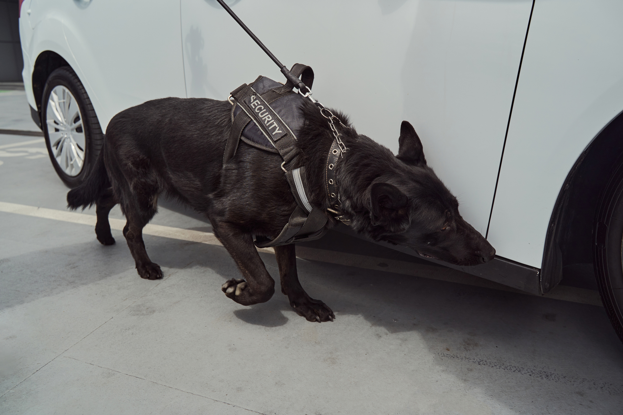 Crossing the line: When do drug dogs need search warrants?