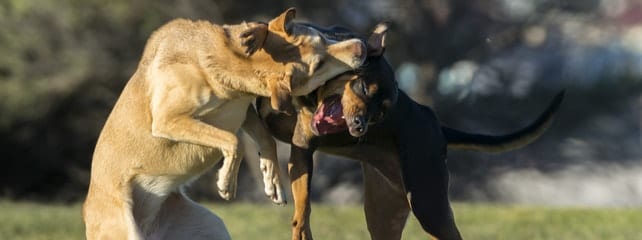 Dog Fighting Defense Lawyer