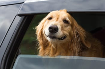 Do Florida Laws Protect Dogs in Hot Cars?
