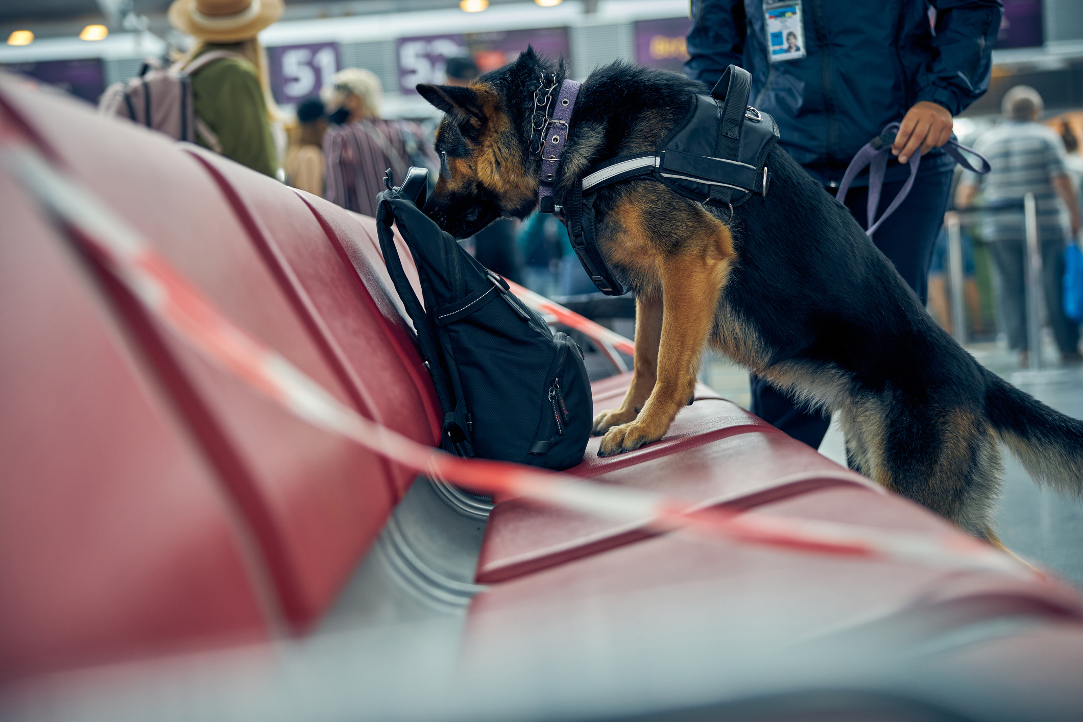 Are Drug Dog Sniff Searches a Violation of the Fourth Amendment?
