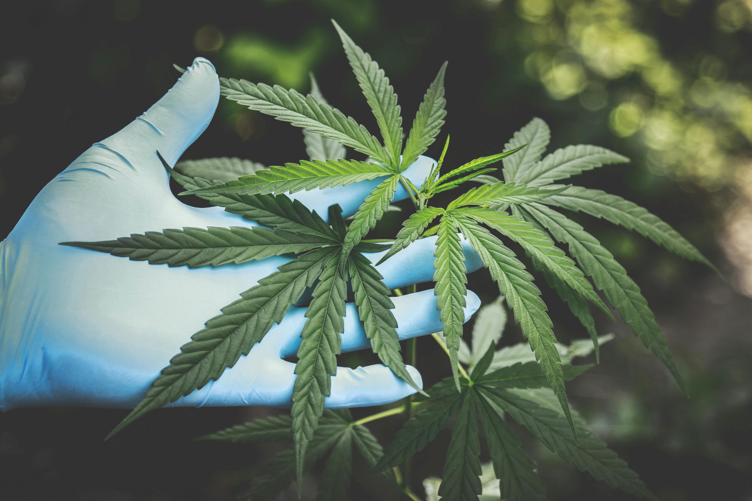 Can You Be Arrested for Driving While High? Can You Be Arrested for Driving While High?